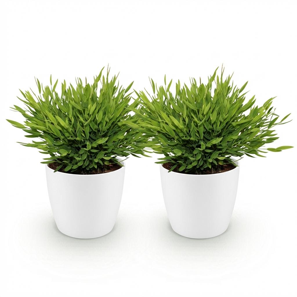 Bamusa Pogonatherum Monica - Kamerbamboe - Huisdiervriendelijke Plant - Groen - 2 Planten - met Potter Wit - Pot 12cm - Hoogte 20cm