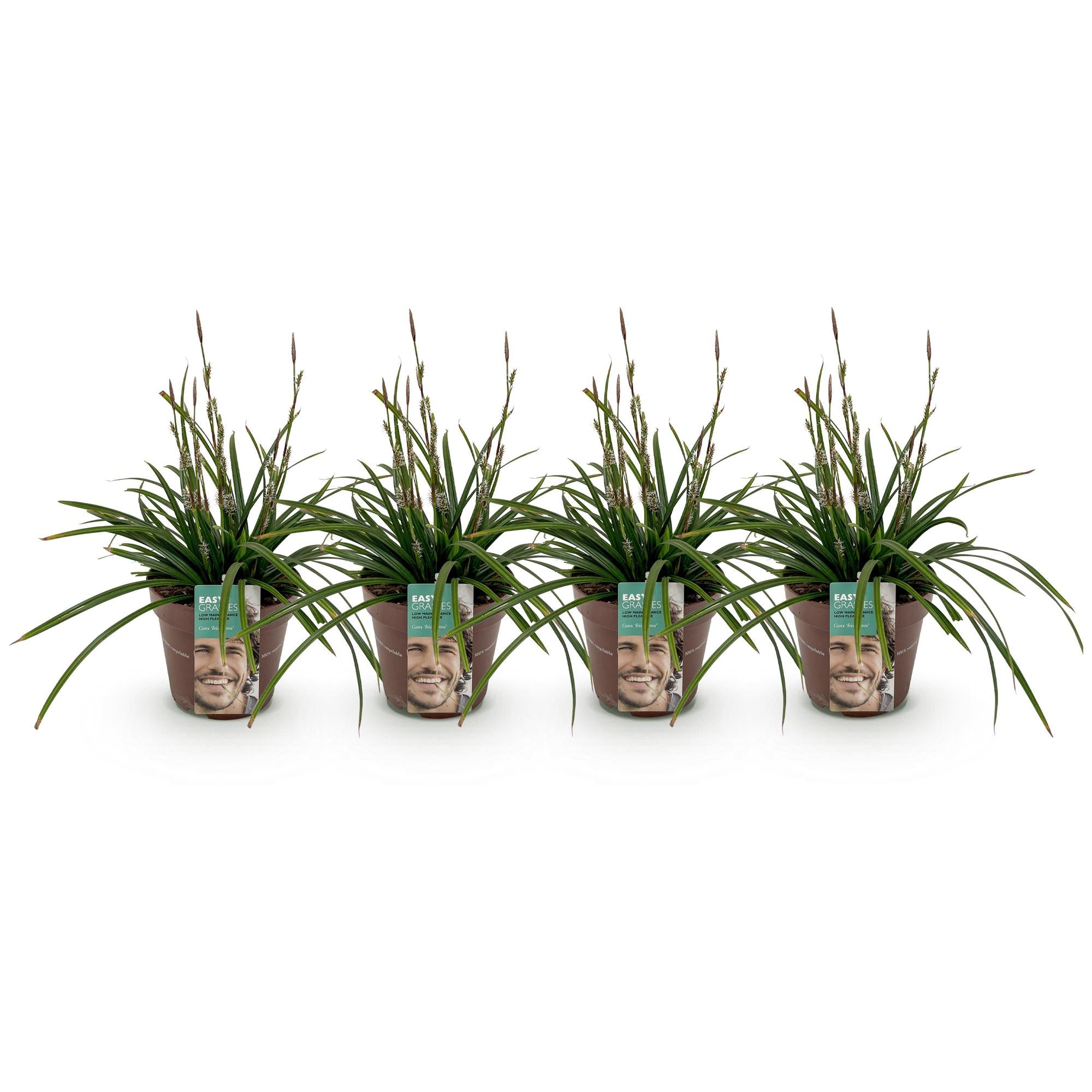 Carex morrowii Irish Green - Groen & Geel - 4 Planten - Bladhoudend - Weinig Onderhoud - Pot 17cm Hoogte 50cm