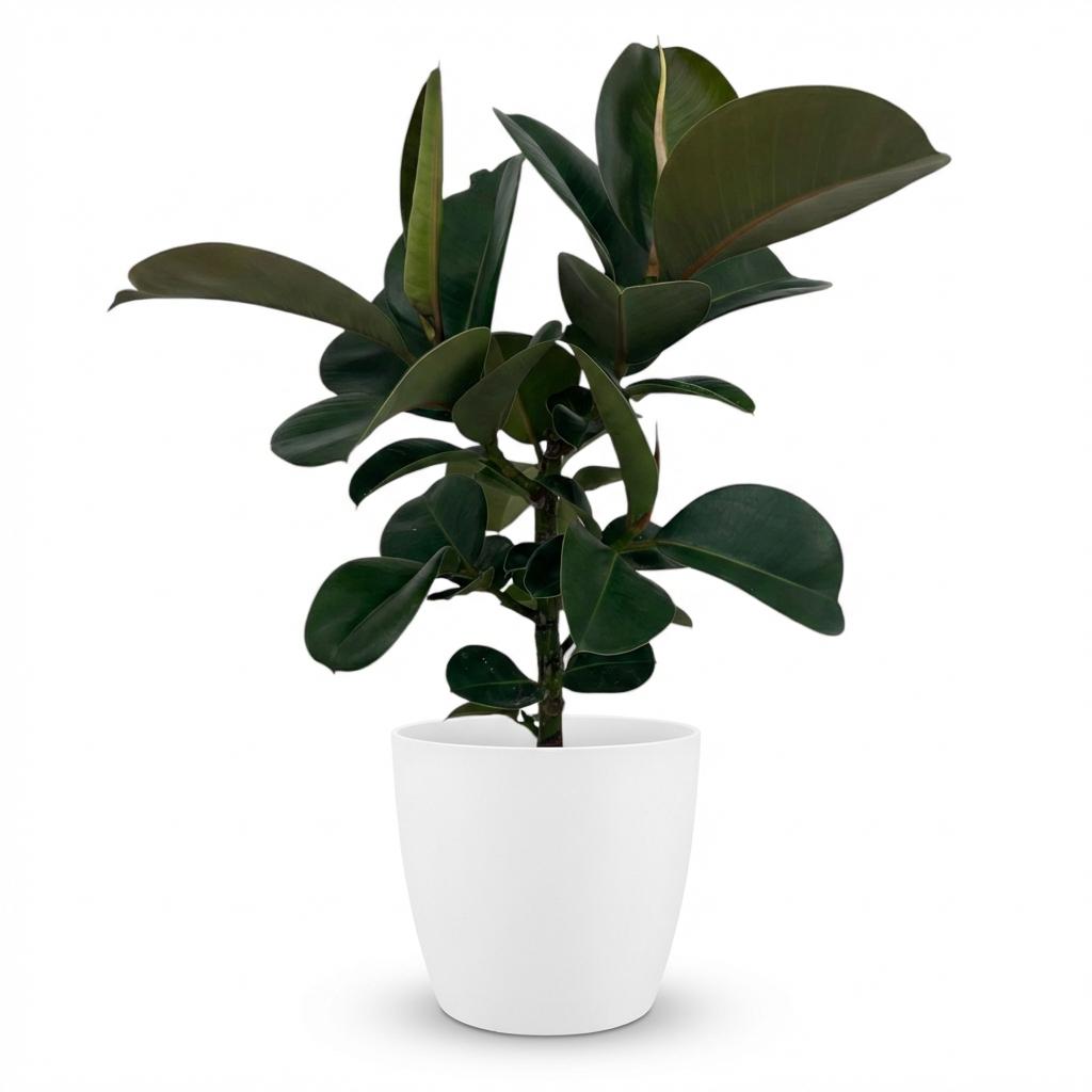 Rubberplant - Ficus Elastica Cloe - Groen - Weinig onderhoud - 1 Plant - met Potter Wit - Pot 19cm - Hoogte 65cm