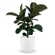 Rubberplant - Ficus Elastica Cloe - Groen - Weinig onderhoud - 1 Plant - met Potter Wit - Pot 19cm - Hoogte 65cm
