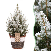 Picea glauca Conica - 2x Kegelspar - Groen - Wit - Kerstboom - incl. mand - Ø17cm - ↕65cm