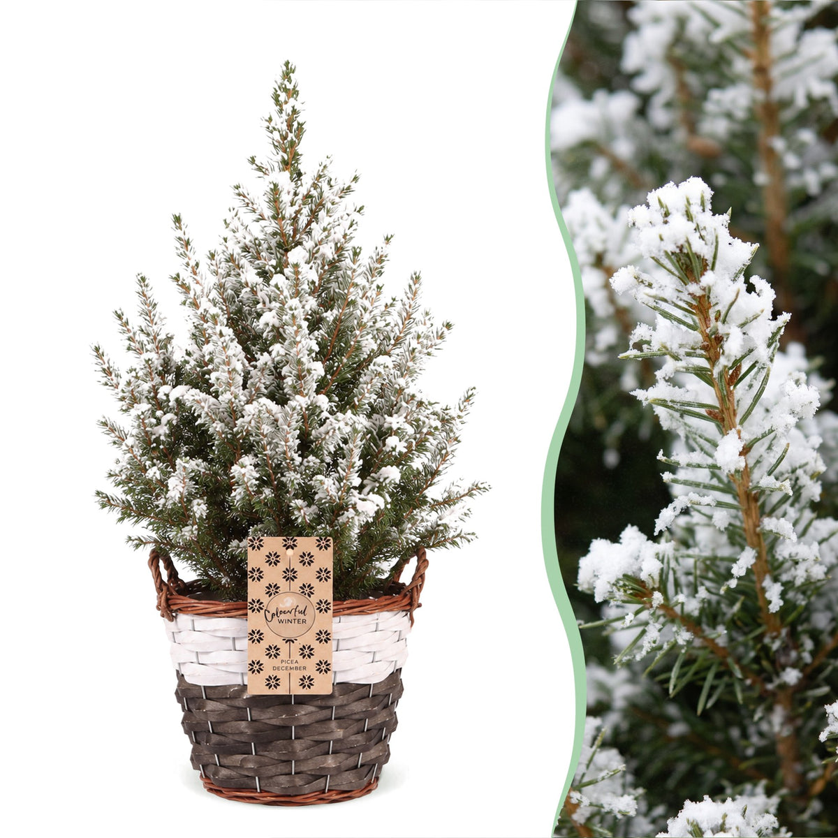Picea glauca Conica - 2x Kegelspar - Groen - Wit - Kerstboom - incl. mand - Ø17cm - ↕65cm
