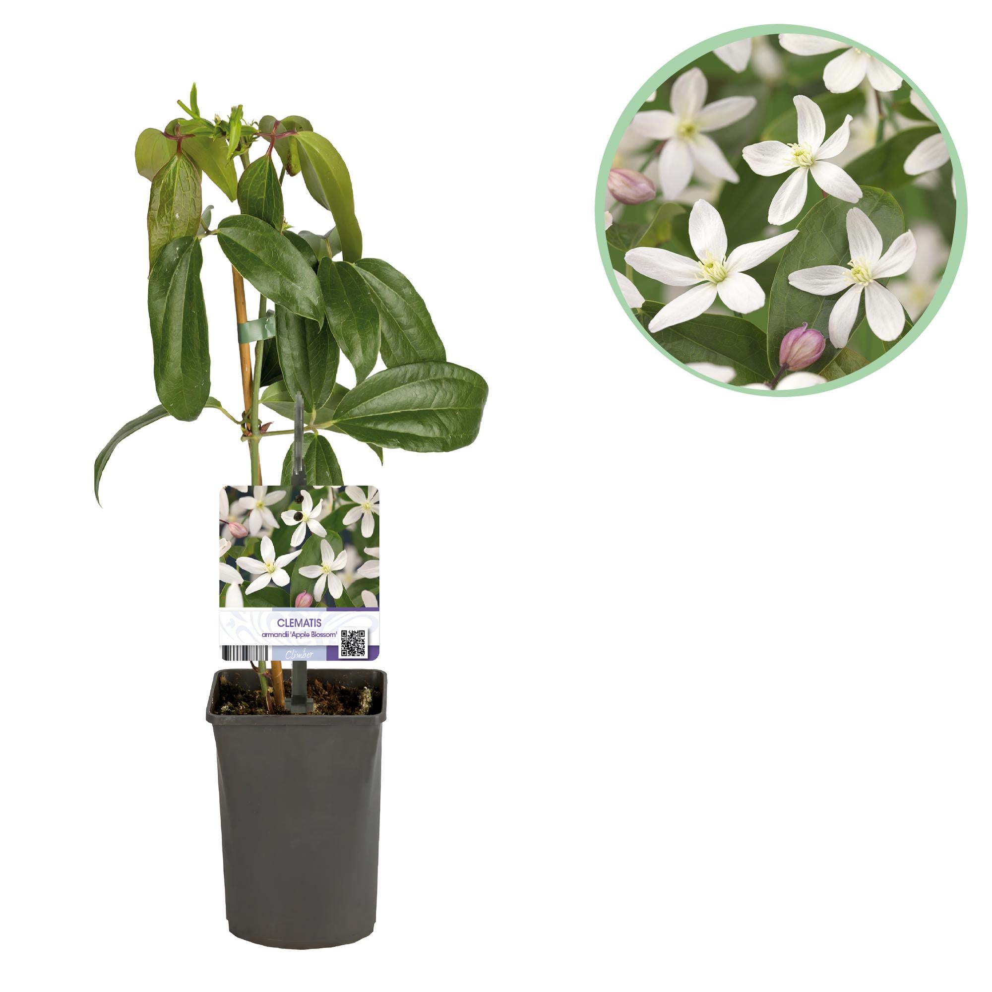 Green boutiQ – Kletterpflanze – Clematis armandii 'Apple Blossom' – Rosa Blüten – Immergrün – Pflegeleicht – 1 Pflanztopf (11 cm), Höhe 40 cm