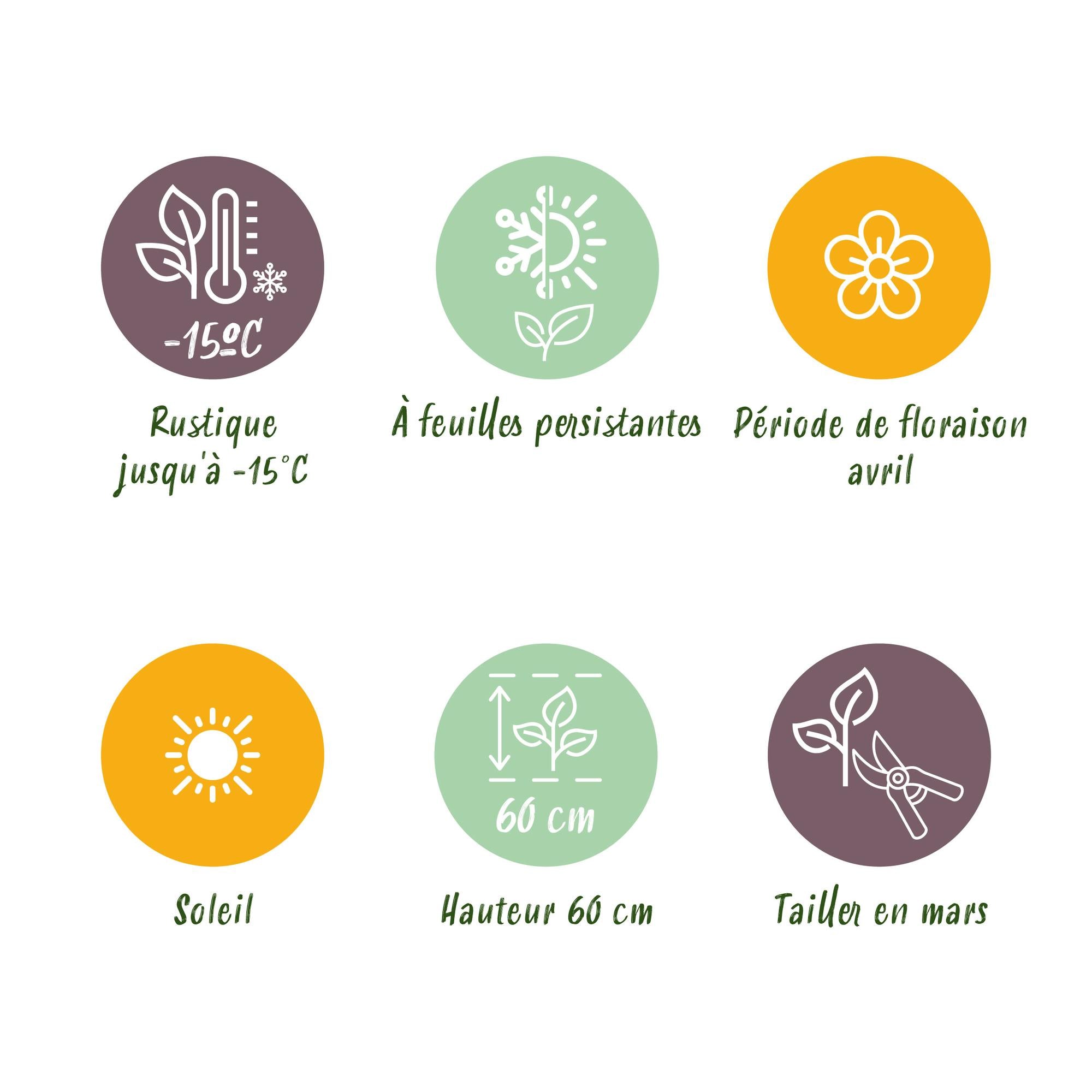 Festuca glauca Intense Blue  - Blauw - 1 Plant - Groenblijvend - Winterhard - Pot 17cm Hoogte 50cm
