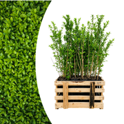 Ligustrum Ovalifolium ↕ 80-100 - Ø 19cm - 50x | Mini Pallet