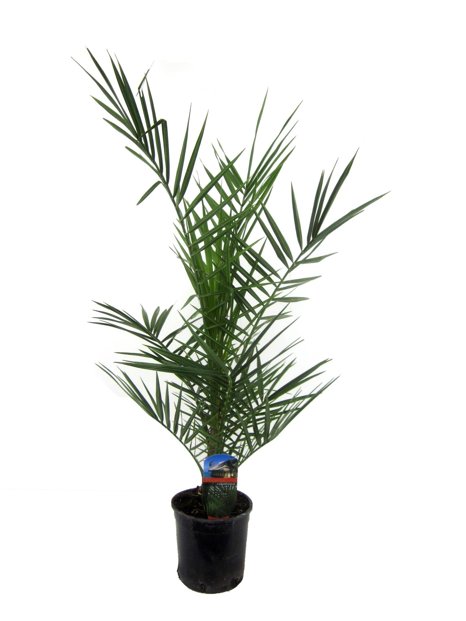 Phoenix Canariensis – 80 cm – Ø14 cm