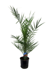 Phoenix Canariensis – 80 cm – Ø14 cm
