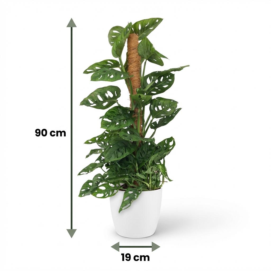 Monkey Mask - Monstera Andansonii Mosstok - Groen - Weinig onderhoud - 1 Plant - met Potter Wit - Pot 19cm - Hoogte 90cm