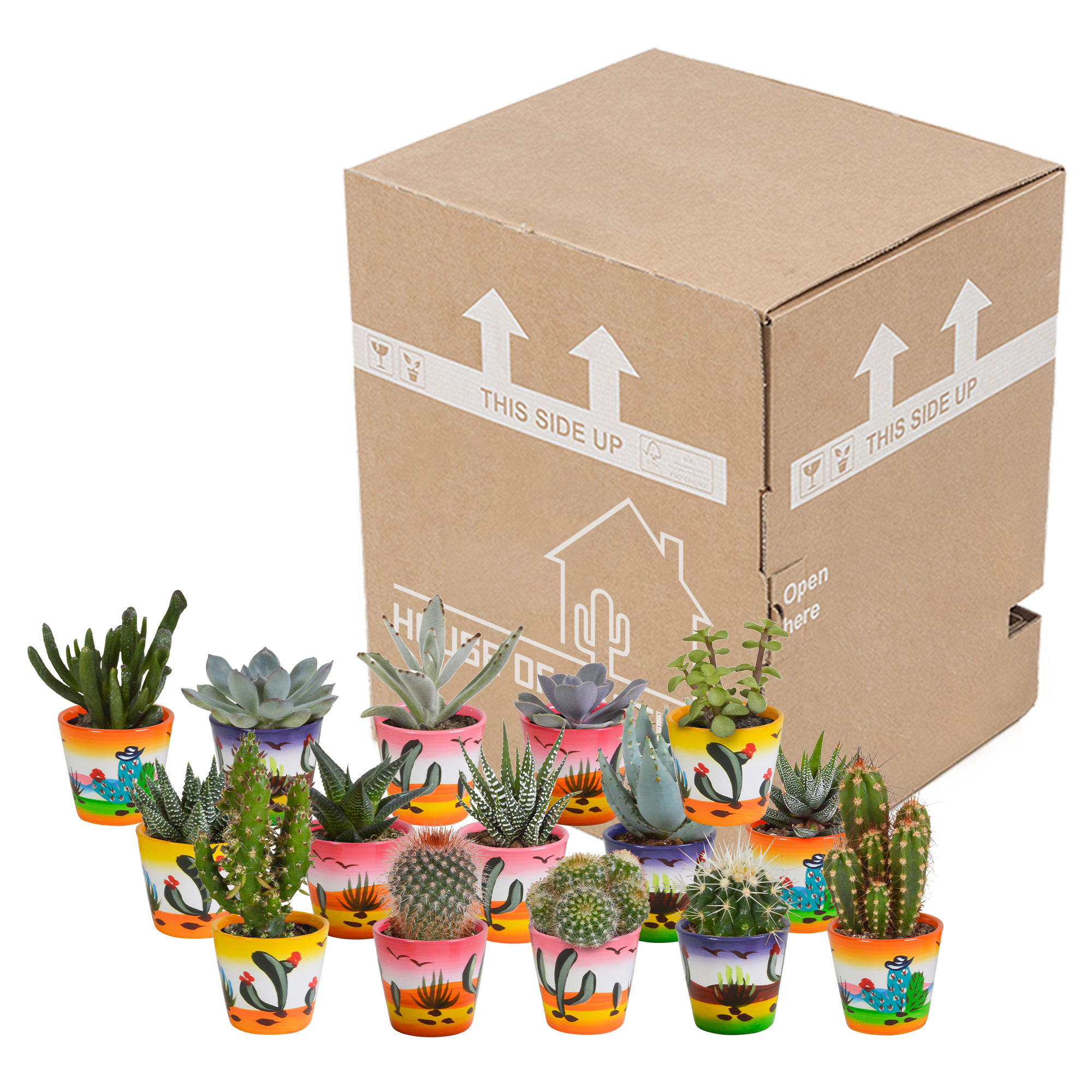 Mix di cactus e piante grasse 5,5 cm | 15 pezzi - in vaso messicano