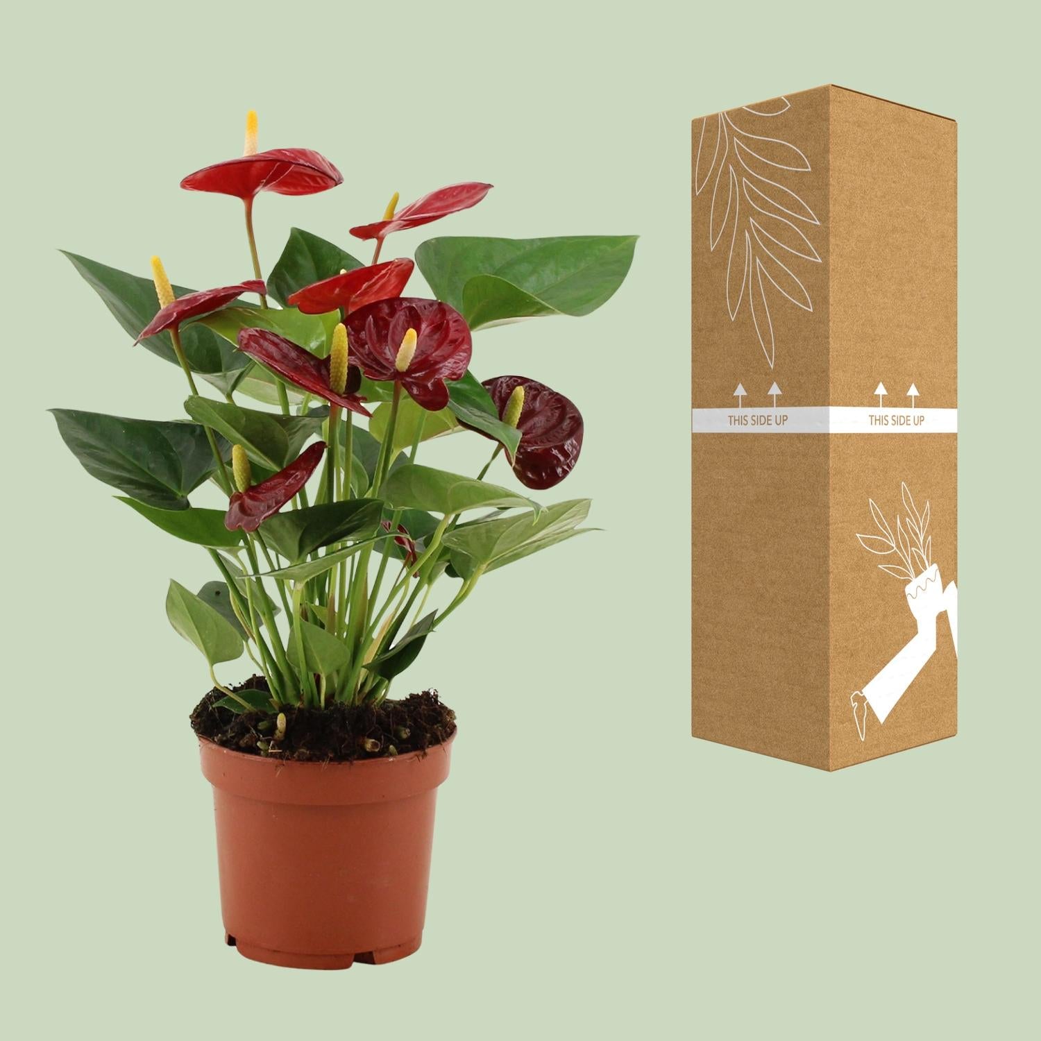 Anthurium Calon in custodia trasparente - Ø12cm - ↕36cm