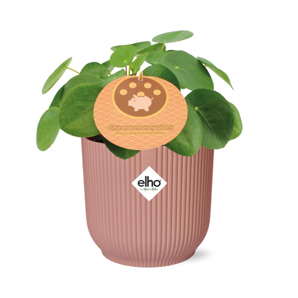 Mother's Day - Pilea Peperomioides 12cm in ELHO Vibes Fold 14cm roze