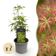 Acer palmatum Seiryu - Groen 3 Planten - Bladverliezend - Weinig Onderhoud  - Pot 12cm Hoogte 35cm