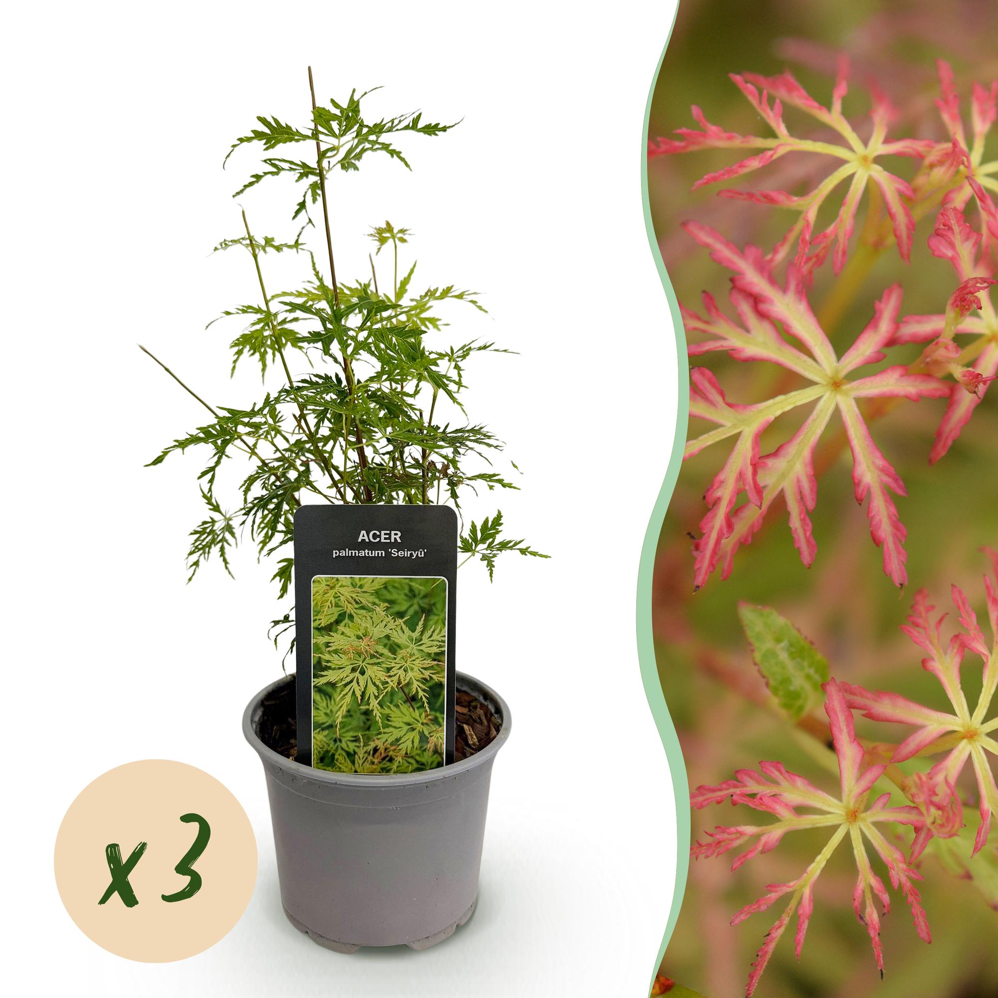 Acer palmatum Seiryu - Groen 3 Planten - Bladverliezend - Weinig Onderhoud  - Pot 12cm Hoogte 35cm