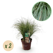 Green boutiQ – Ziergräser – Carex comans Frosted Curls – Grün – 2 Pflanzen – Immergrün – Pflegeleicht – Topf: 17 cm, Höhe: 50 cm