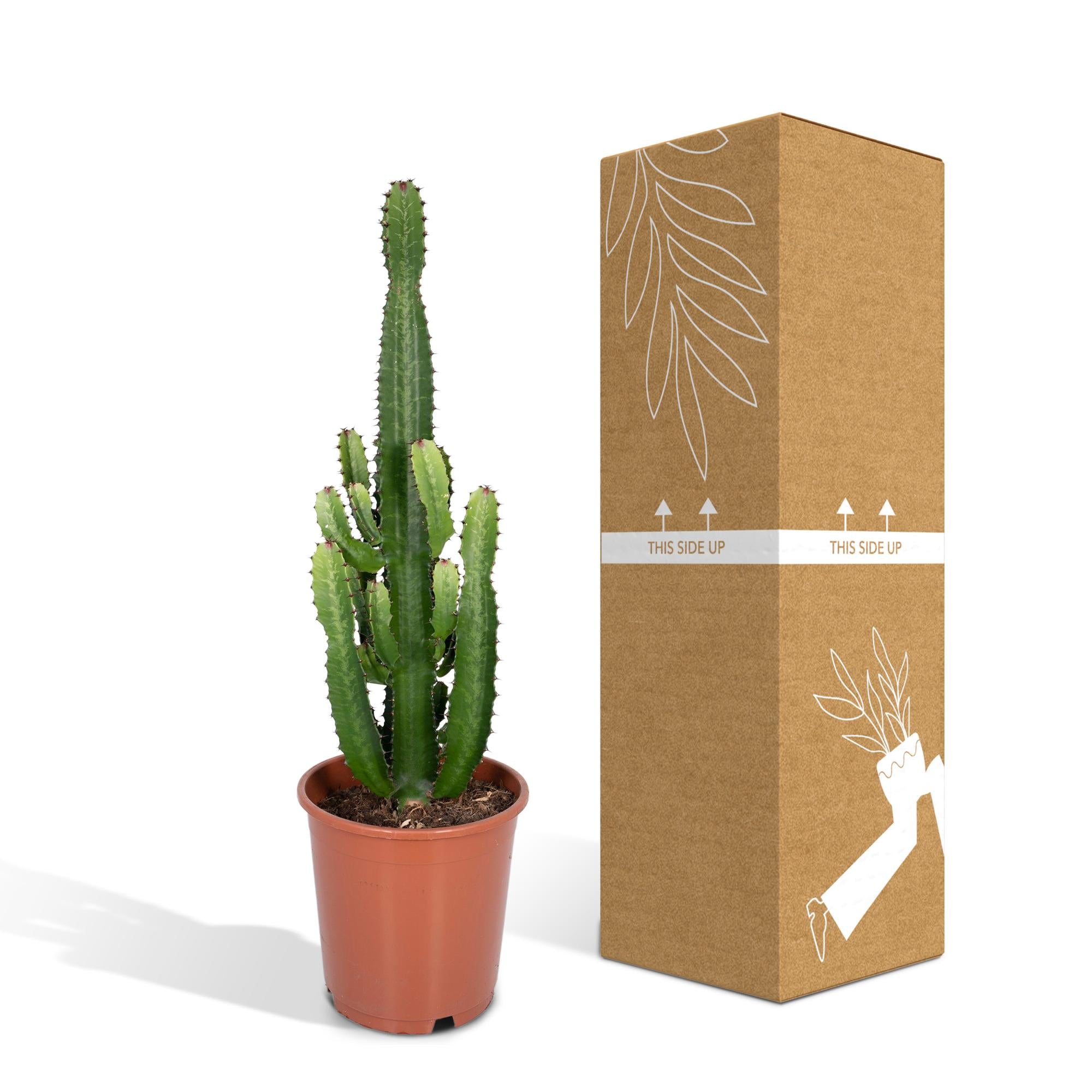 Euphorbia acrurensis - Ø24 cm - ↕60 cm