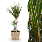Dracaena Marginata - Drakenbloedboom - Weinig onderhoud - met mand - Groen - 1 Plant - Pot 17cm - Hoogte 70-80cm