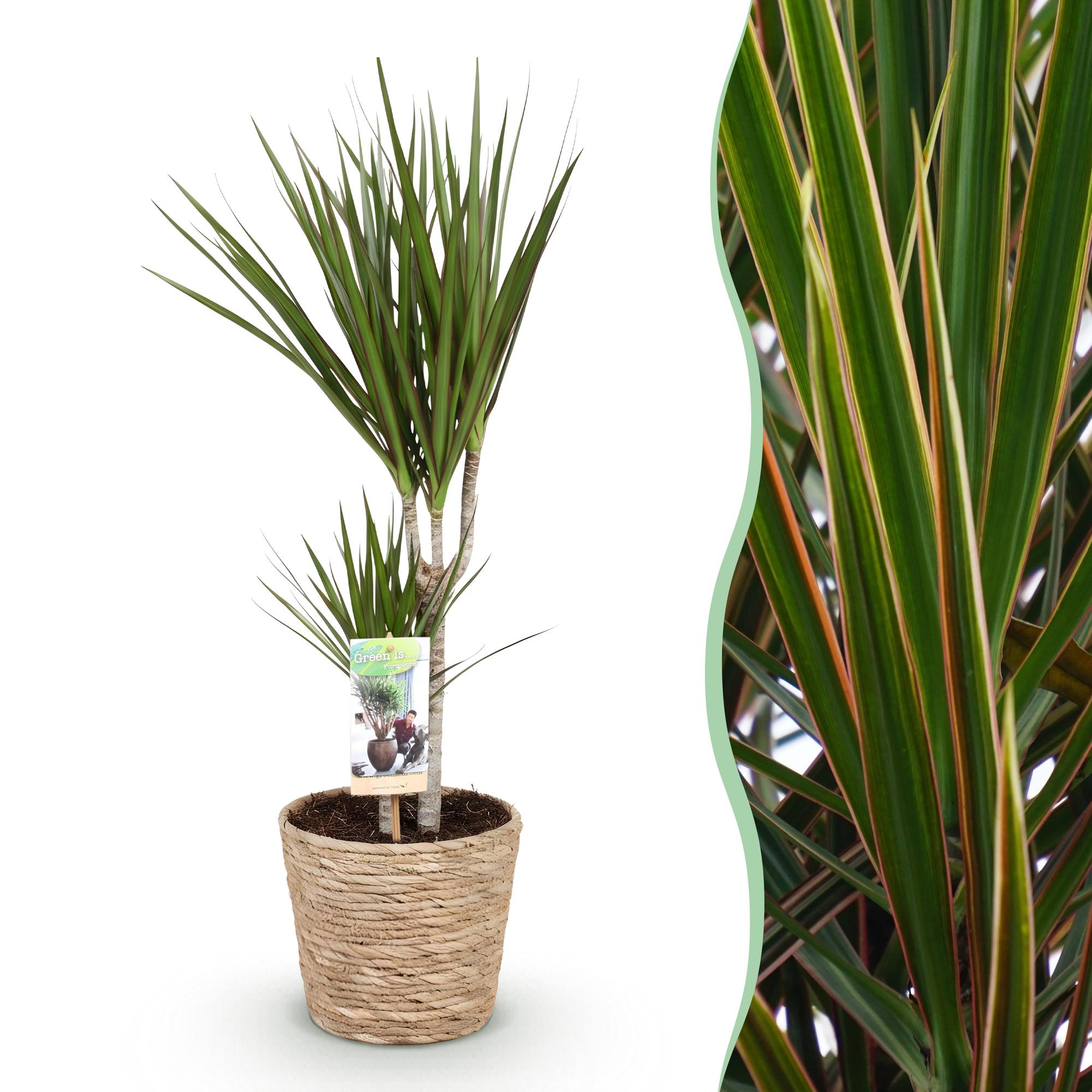 Dracaena Marginata - Drakenbloedboom - Weinig onderhoud - met mand - Groen - 1 Plant - Pot 17cm - Hoogte 70-80cm