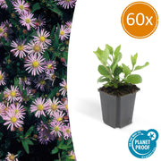 60x Aster ageratides 'Asran' - ↕10-25cm - Ø9cm