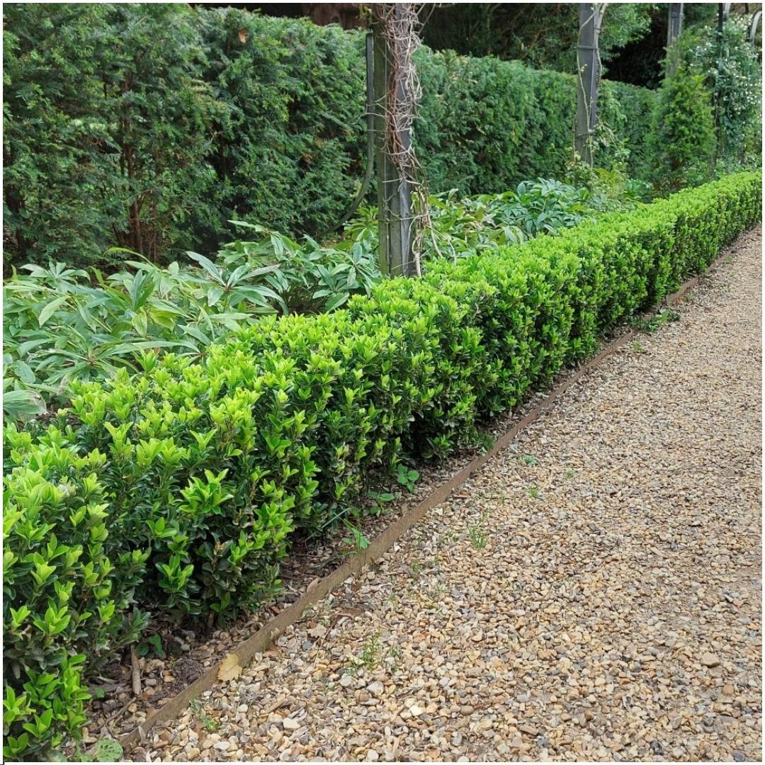 Groene Kardinaalsmuts haag - Euonymus japonicus 'Green Spire' 1 meter - Set van 6 winterharde haagplanten - Groenblijvende haag - Vers van de kwekerij geleverd