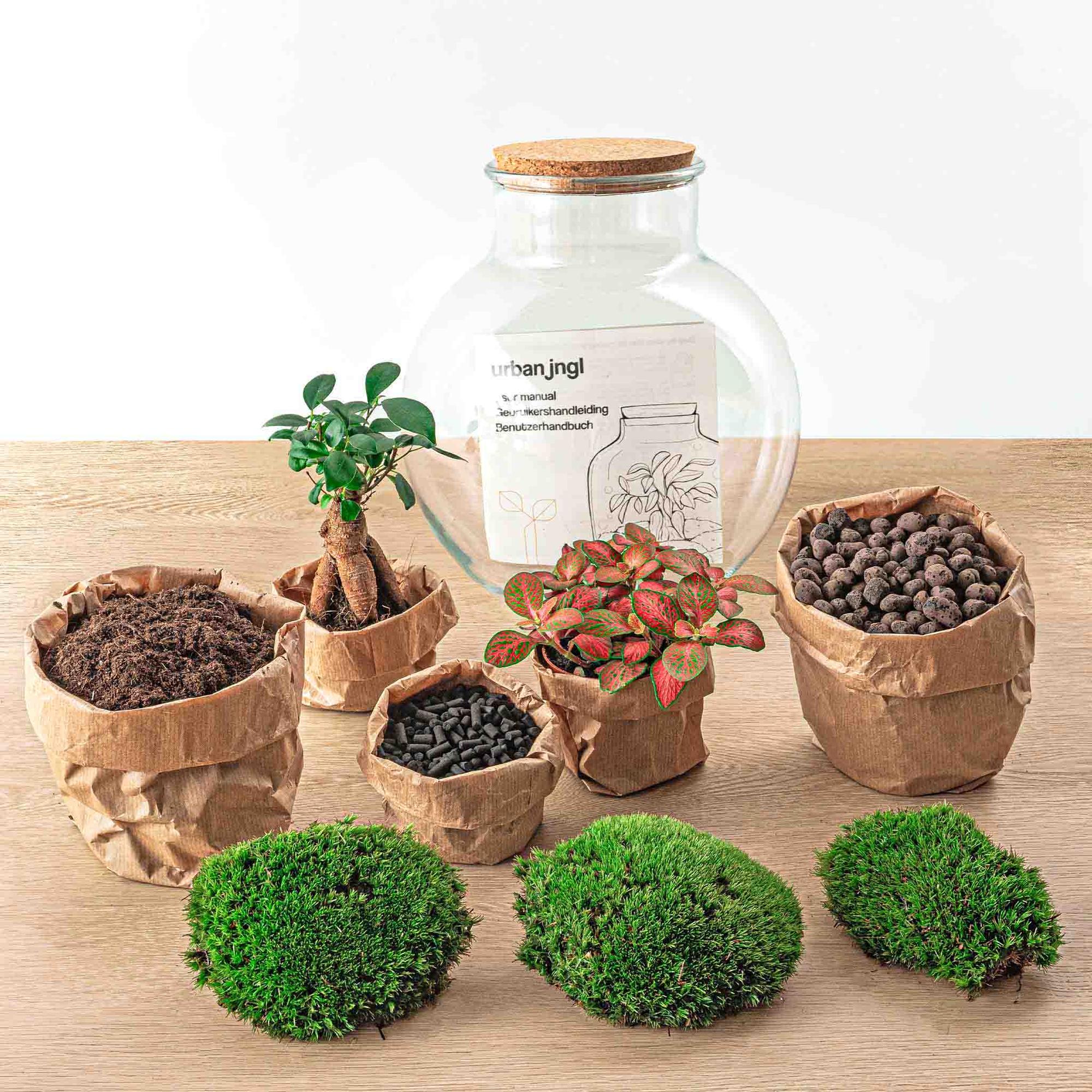 DIY-Terrarium – Teddy-Bonsai – ↕ 26,5 cm – Rechen + Schaufel + Pinzette + Schere