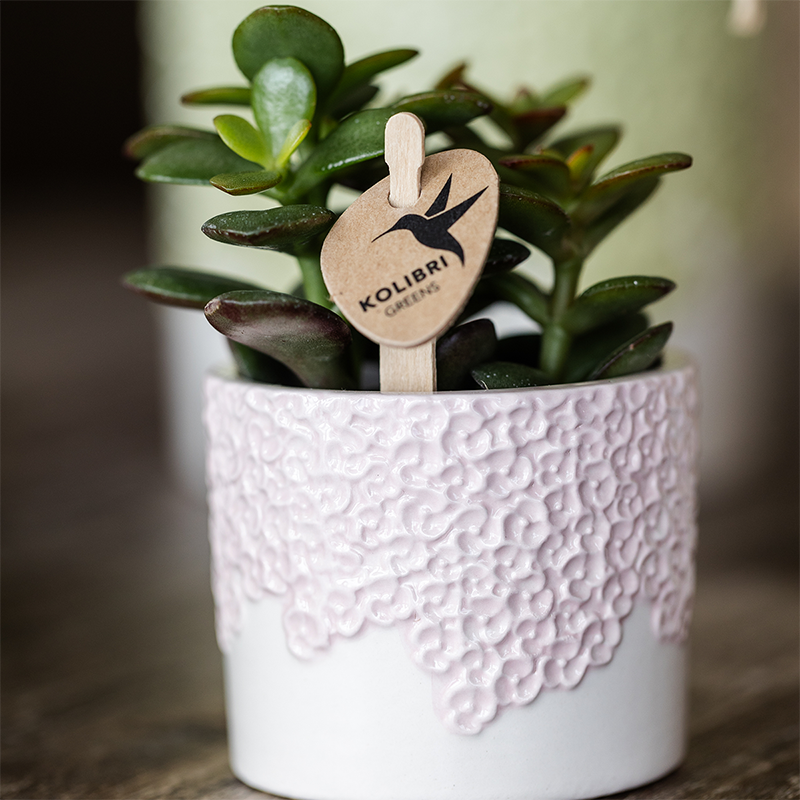 Kolibri Orchids | Gift Set Bloom roze | Roze Phalaenopsis orchidee Portugal met groene plant in Bloom roze sierpotten op Cloud plate roze