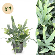 Phlebodium aureum Blue Star - Blauwe Varen - Blauw - 4 Planten - met Potter Grijs - Pot 12cm - Hoogte 25cm
