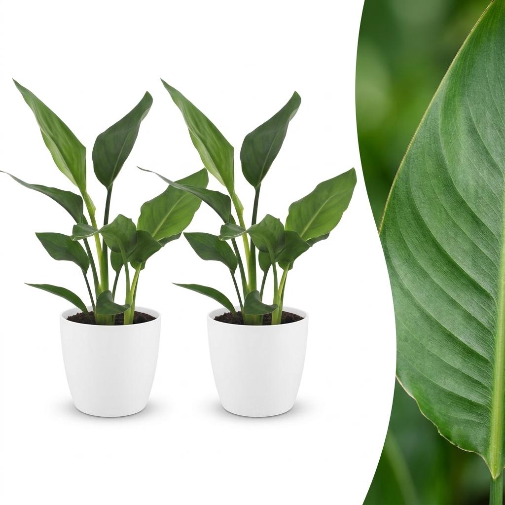 Strelitzia Reginea - Paradijsvogelbloem - 2x - met Potter Wit - Pot 12cm - Hoogte - 35cm