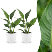 Strelitzia Reginea - Paradijsvogelbloem - 2x - met Potter Wit - Pot 12cm - Hoogte - 35cm