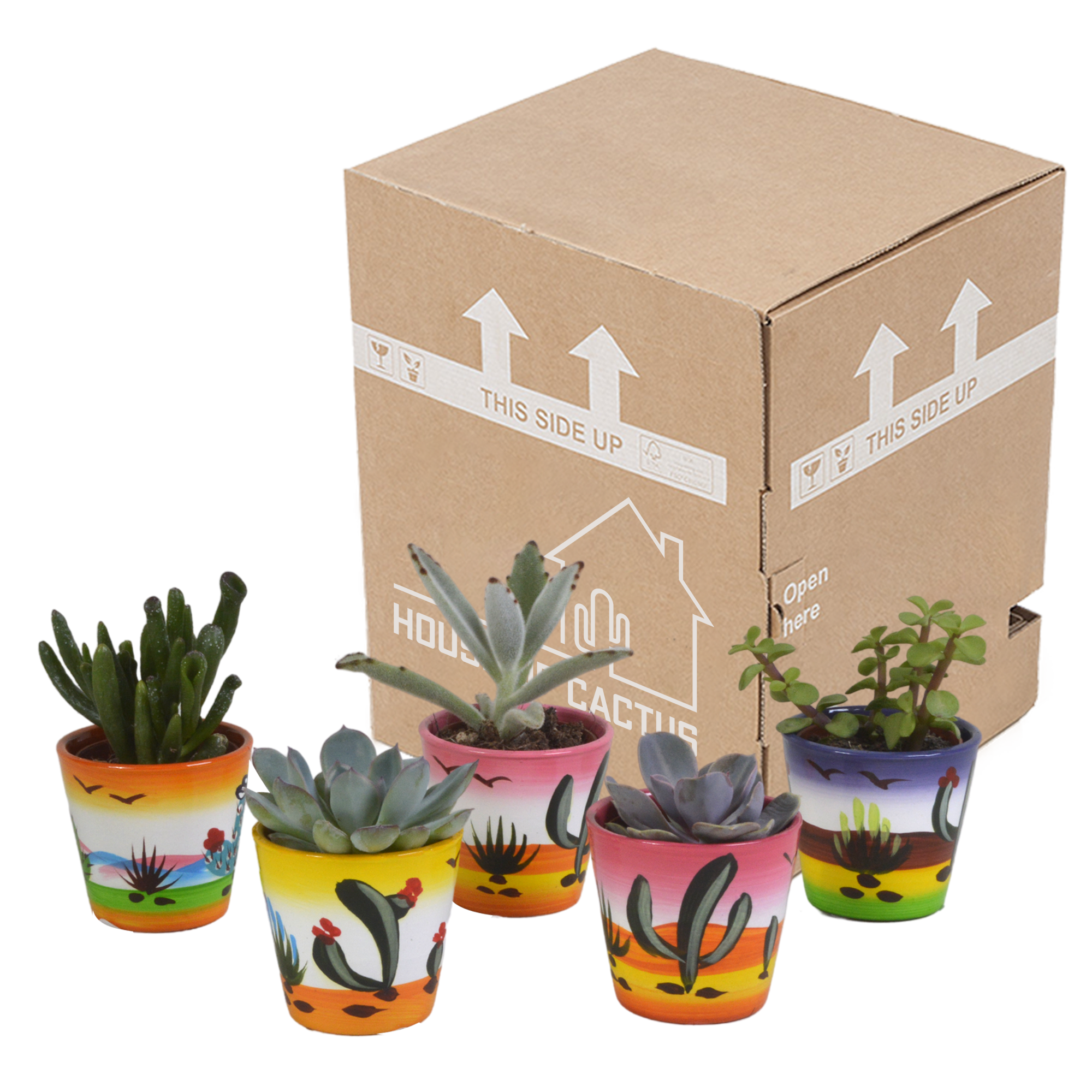 Succulent mix 5.5 cm - 5x - in Mexican pot