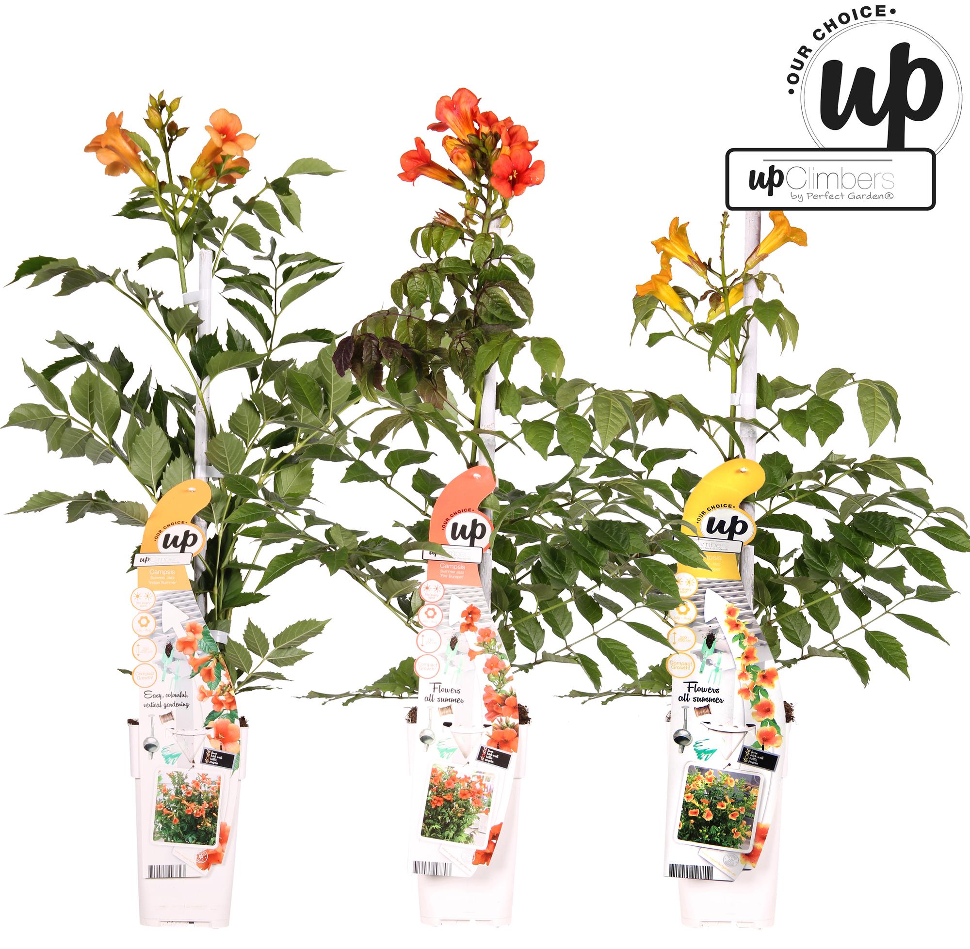 Oferta de verano de 3x Campsis - Trompeta Campsis Summer Jazz Fire - Trompeta Campsis Summer Jazz Gold - Campsis Indian Summer - ↨65cm - Ø15cm