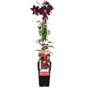 Clematide Niobe - ↨65cm - Ø15