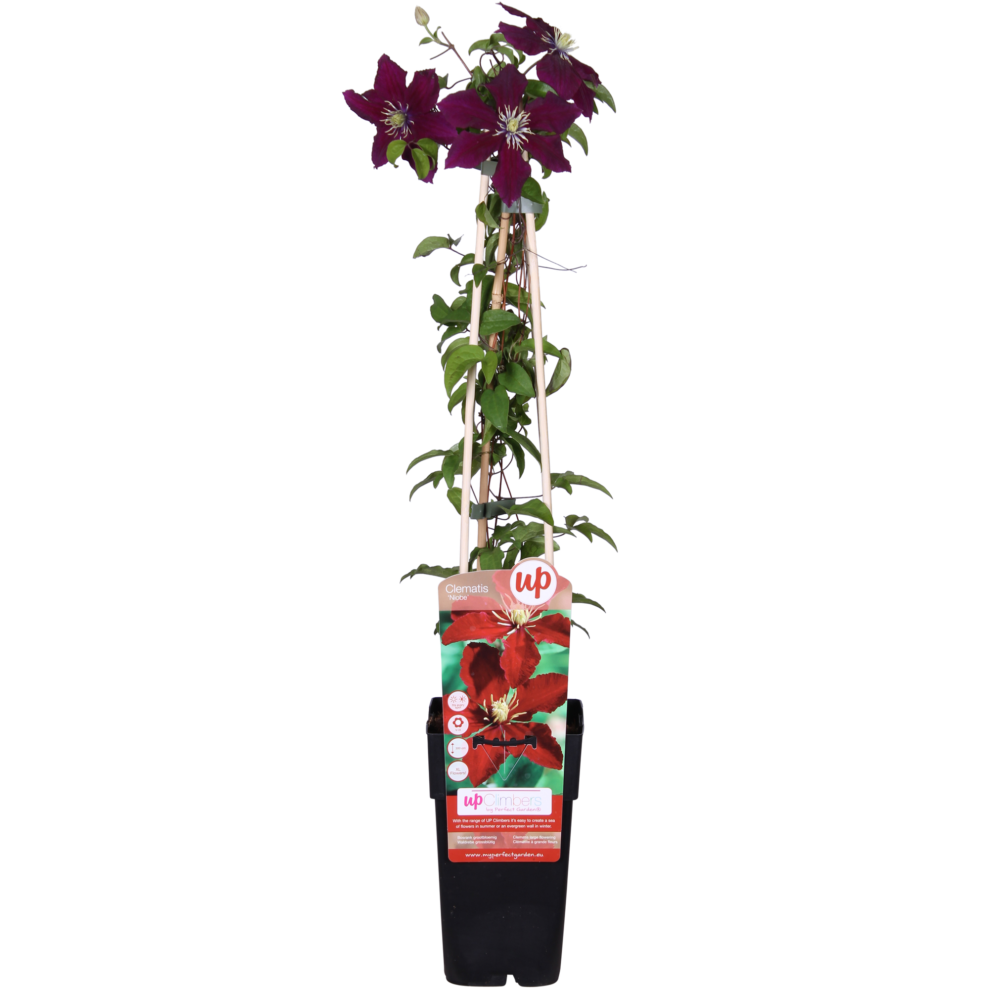 Clematide Niobe - ↨65cm - Ø15