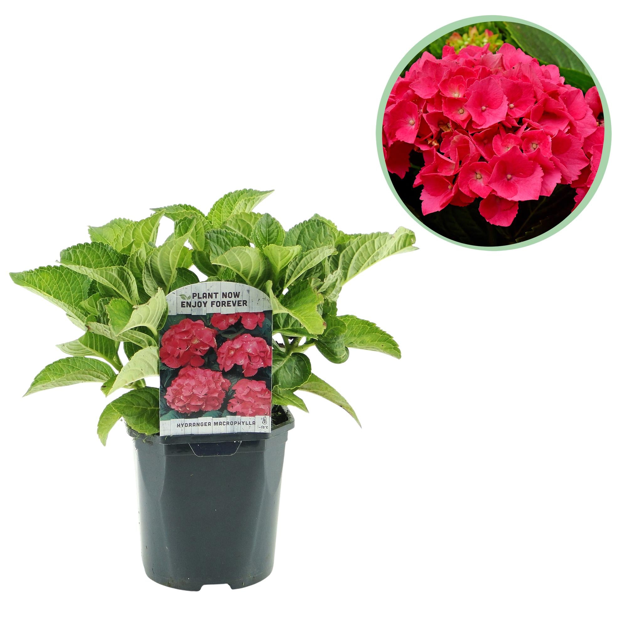 Green boutiQ - Ortensia - Hydrangea macrophylla Red - Fiore rosso - 1 pianta - Decidua - Bassa manutenzione - Vaso 17 cm Altezza 30 cm