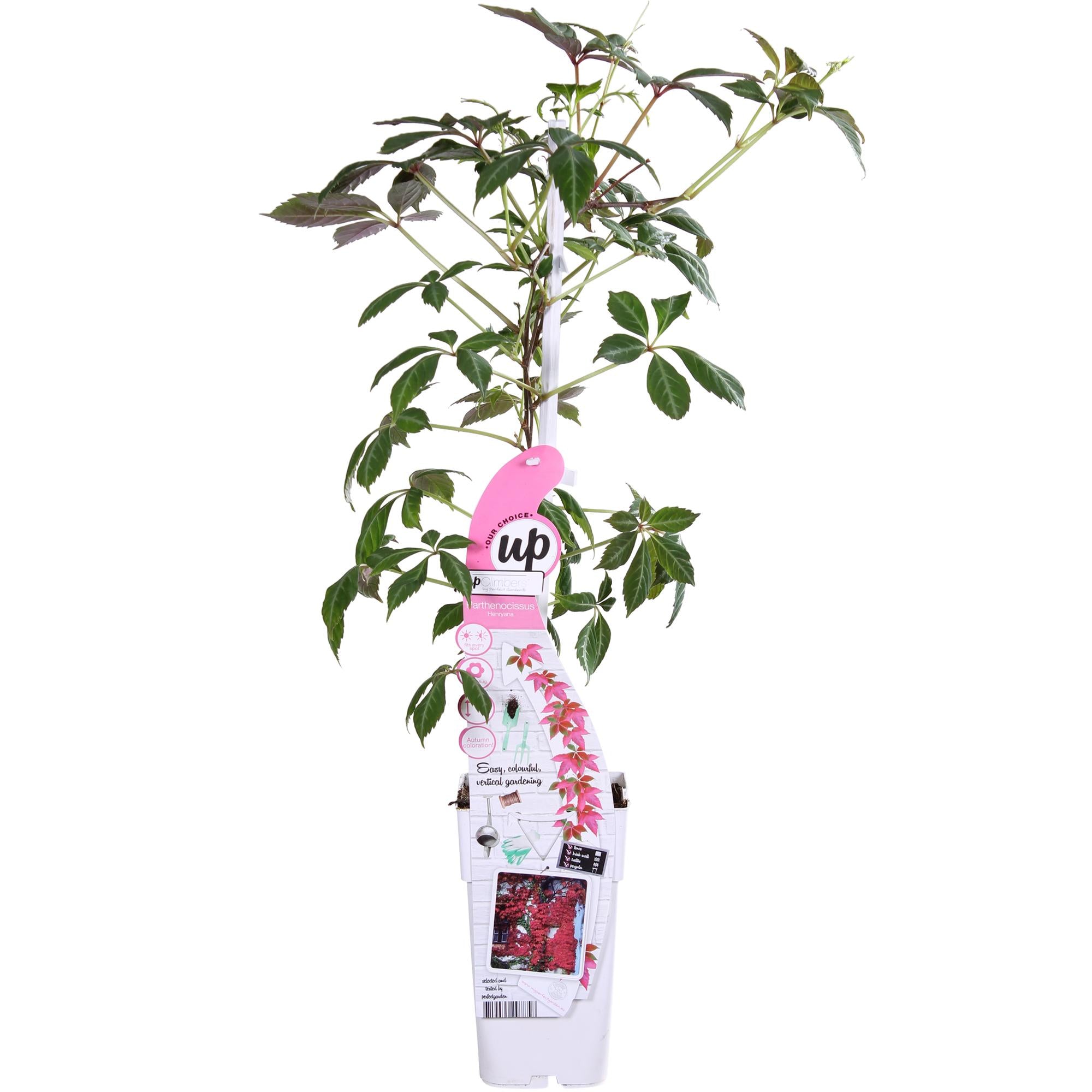 Parthenocissus henryana – Chinesische Wildrebe – Ø 15 cm – ↕ 65 cm