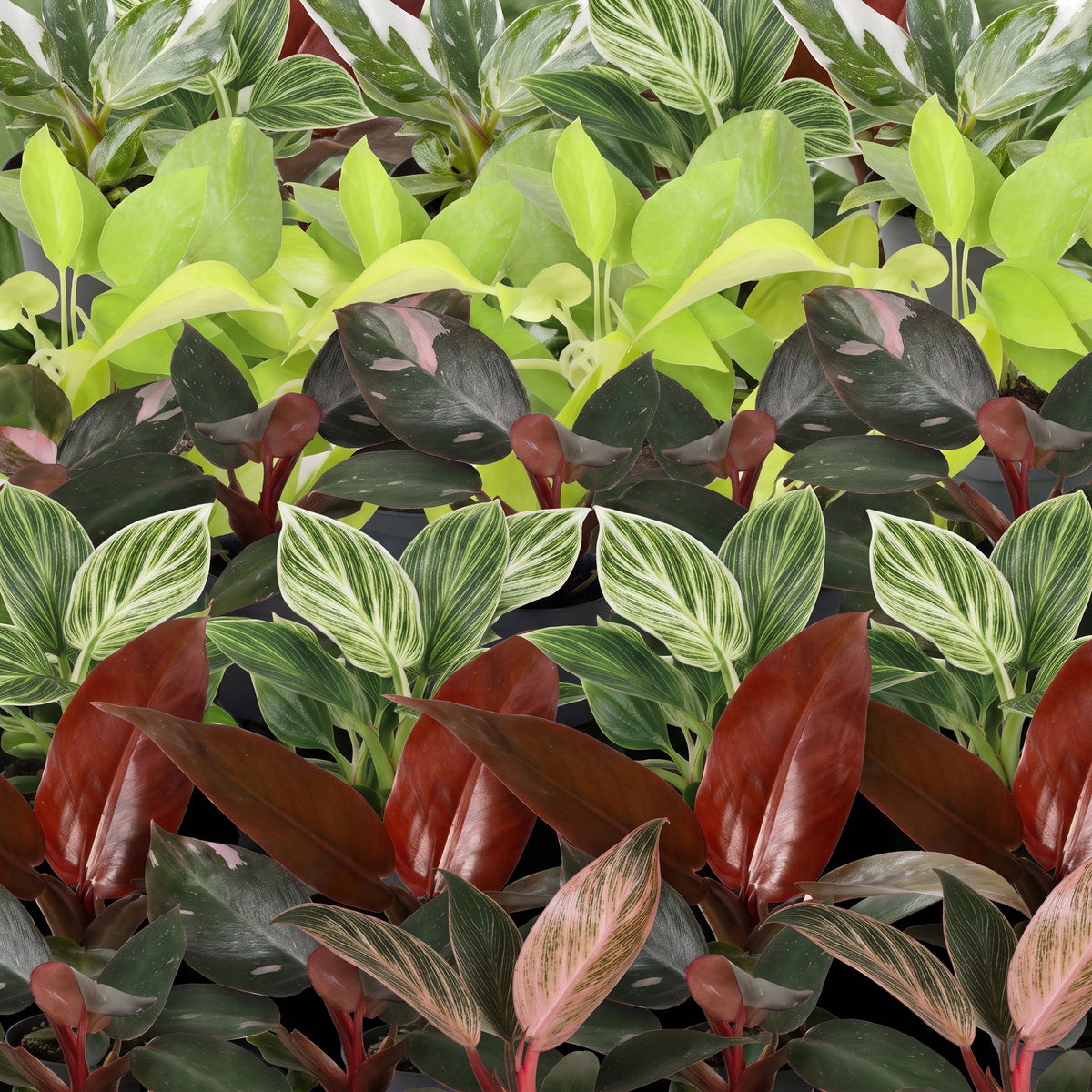 Baby Philodendron Family 6x - Wit - Roze - Geel - Groen - Rood - Tropisch - Ø6cm - ↕10-15cm