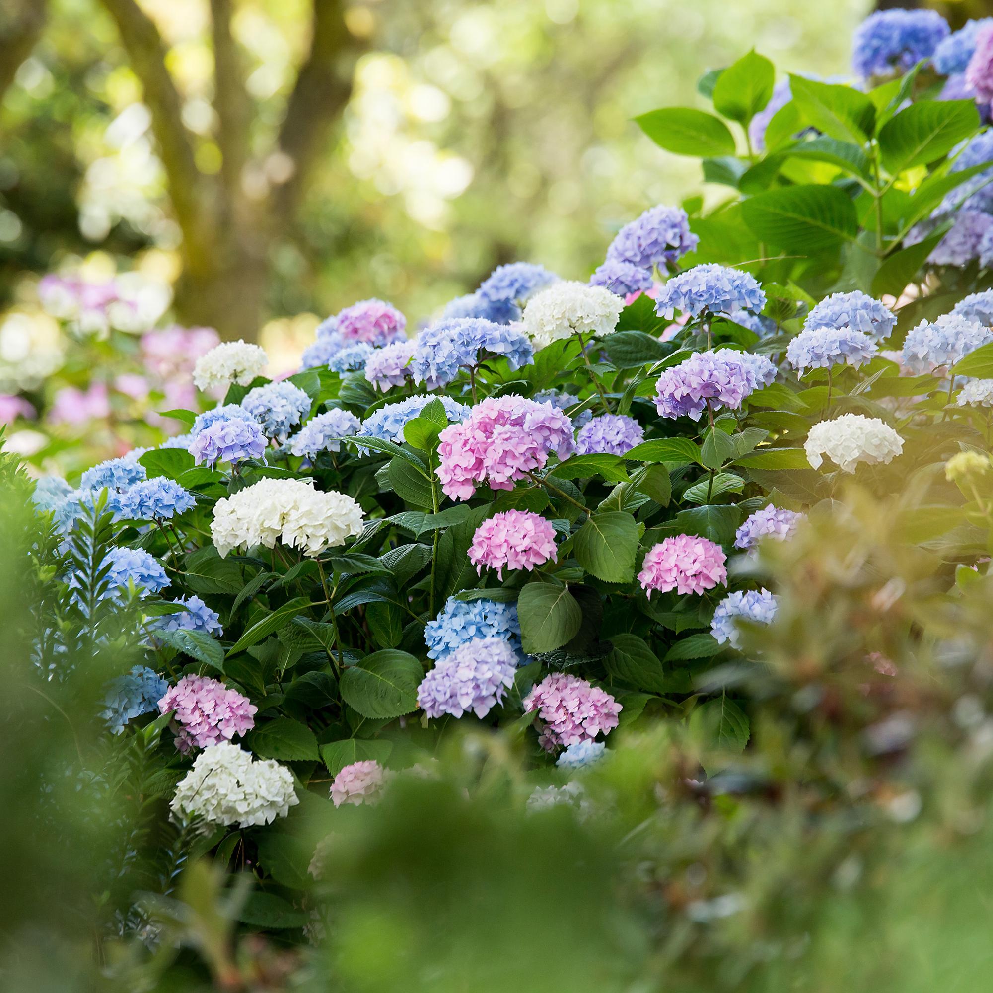 Hydrangea Endless Summer Blue - Pink - White - Hortensia - Winterhard - Blauw - Roze - Wit - 3 Planten - Pot 14cm - Hoogte 20-25cm