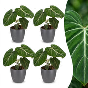 Philodendron Gloriosum - Glorie Philodendron - 4x - met Potter Grijs - Pot 12cm - Hoogte - 25cm