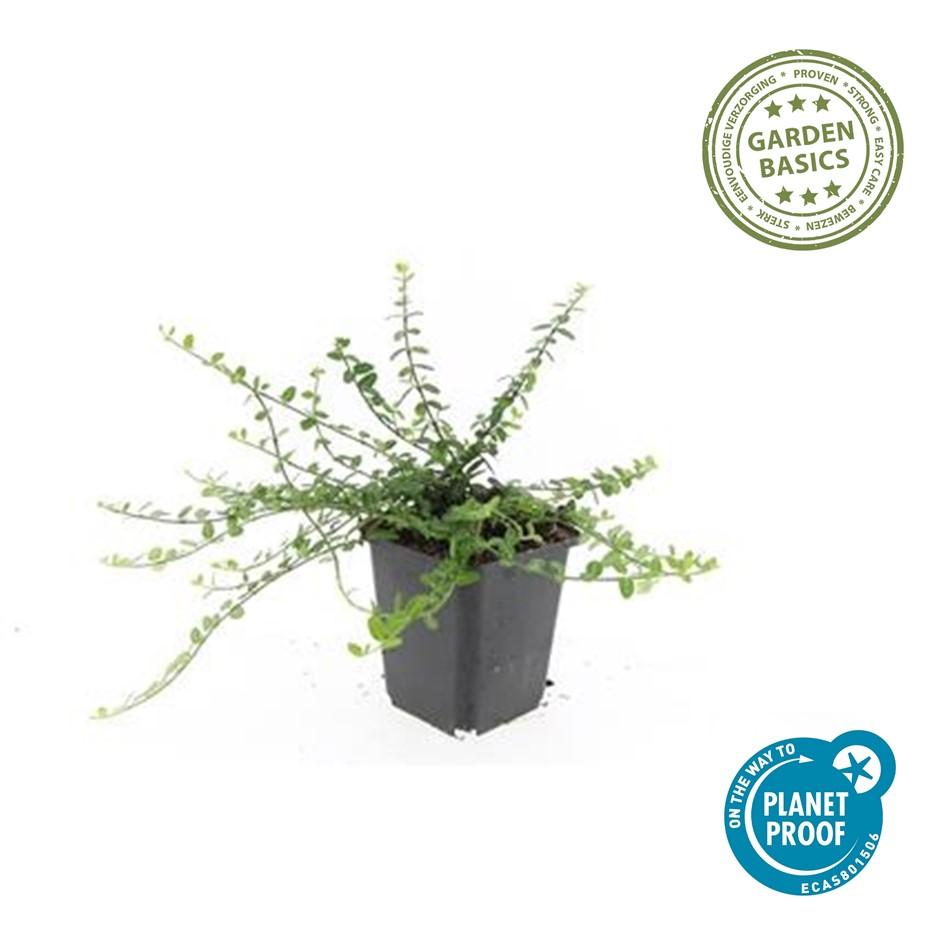 48x Euonymus fort. 'Minimus' - ↕10-25cm - Ø9cm
