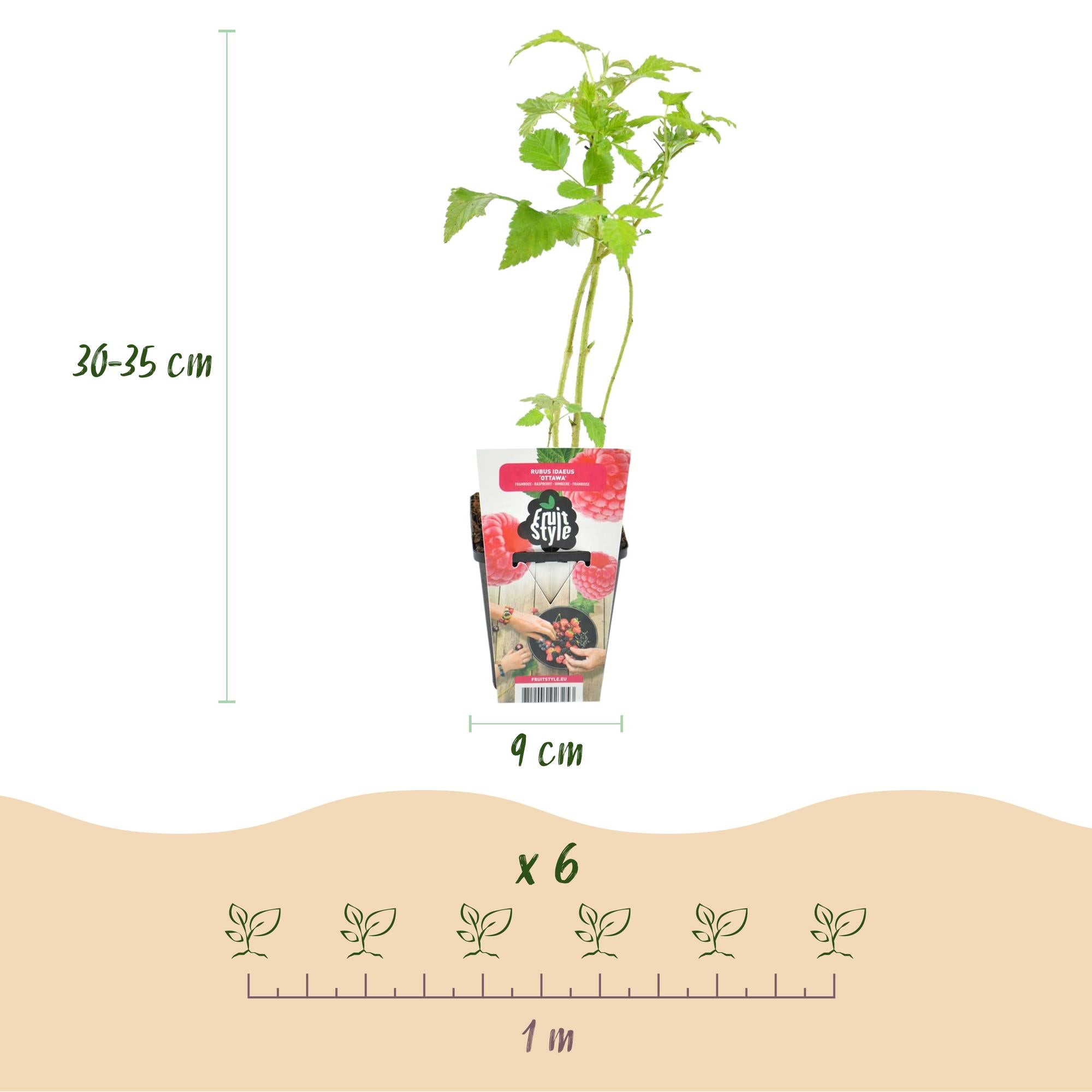 Framboos - Rubus idaeus Heritage - Winterhard - 3 Planten - Pot 9 cm - Rode Framboos