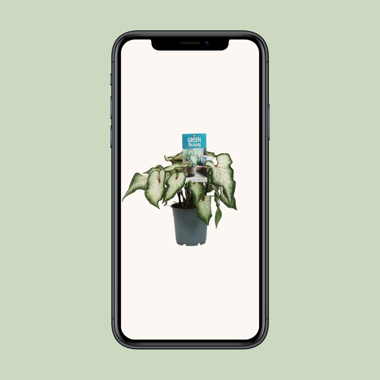 Caladium Weiß - Ø12cm - ↕25cm