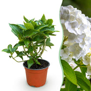 Hydrangea macrophylla Wit - Hortensia - Winterhard - Wit - 1 Plant - Pot 12cm - Hoogte Hoogte 20-30cm