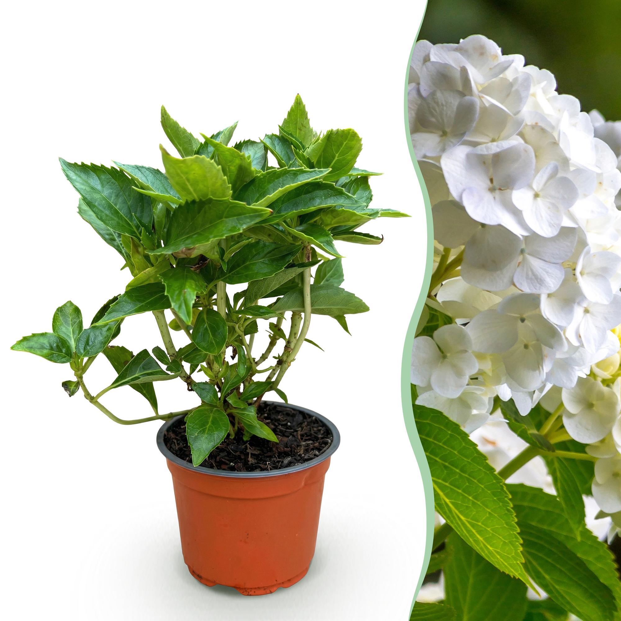 Hydrangea macrophylla Wit - Hortensia - Winterhard - Wit - 1 Plant - Pot 12cm - Hoogte Hoogte 20-30cm