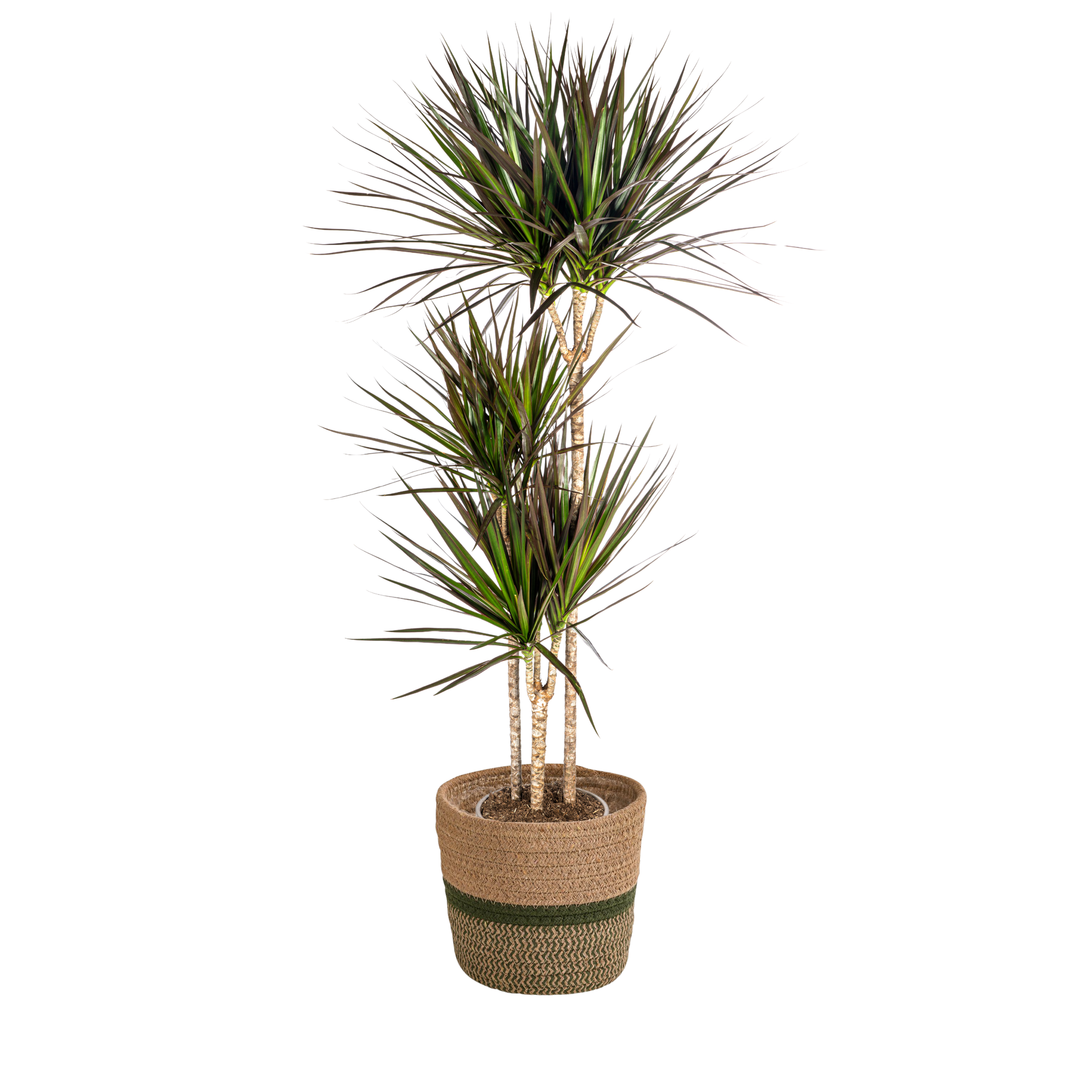 Dracaena Marginata Magenta met mand Ø24cm - ↕130 - 150cm