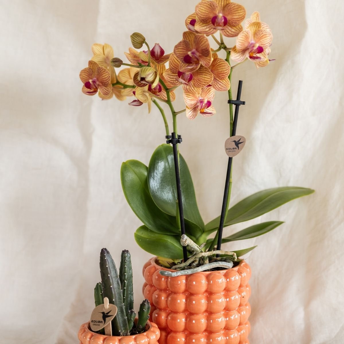 Kolibri Orchids | Combi Deal - 2 Oranje Phalaenopsis Orchideeën Mineral Jamaica - Ø9 cm