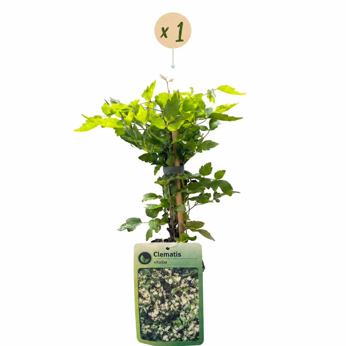 Clematis vitalba - Bosrank - Wit - Klimplant - Ø9cm - ↕35cm