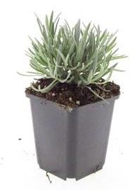 48x Lavandula int. 'Stella alpina' - ↕10-25cm - Ø9cm