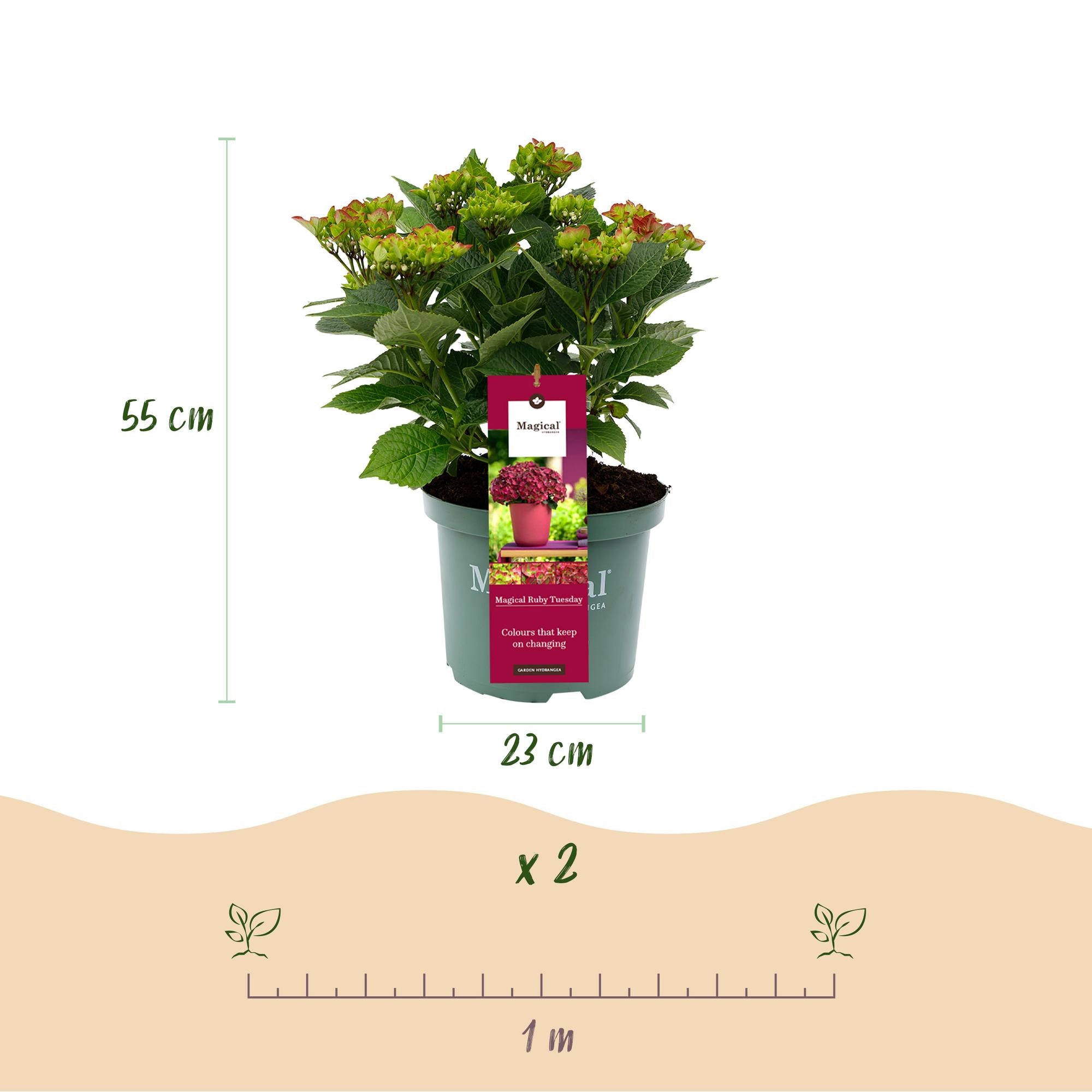 Hortensia - Hydrangea Magical Teusday & Saphire - Rood - 6-10 Bloemen - 2 Planten - Pot 23cm Hoogte 55cm