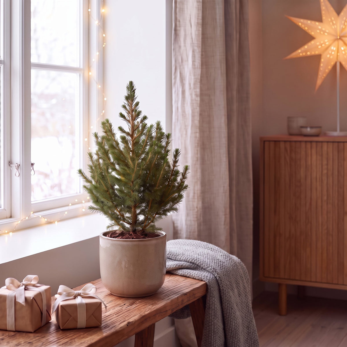 Picea glauca Conica - Kegelspar - Groen - Kerstboom - Ø13cm - ↕45cm