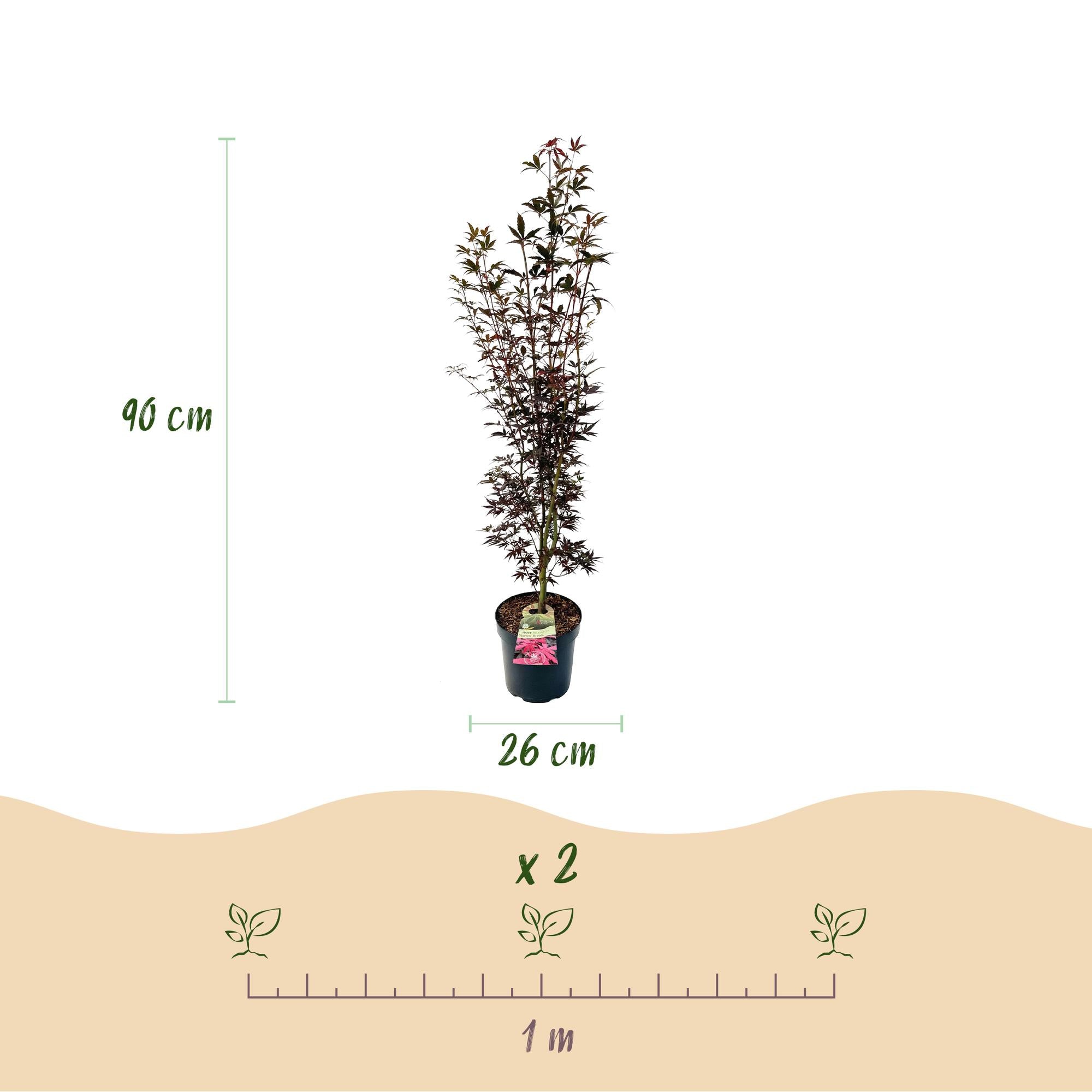 Acer palmatum Skeeters Broom - Japanse Esdoorn - Bladverliezend - Rood - 1 - Pot 26cm - Hoogte 90cm