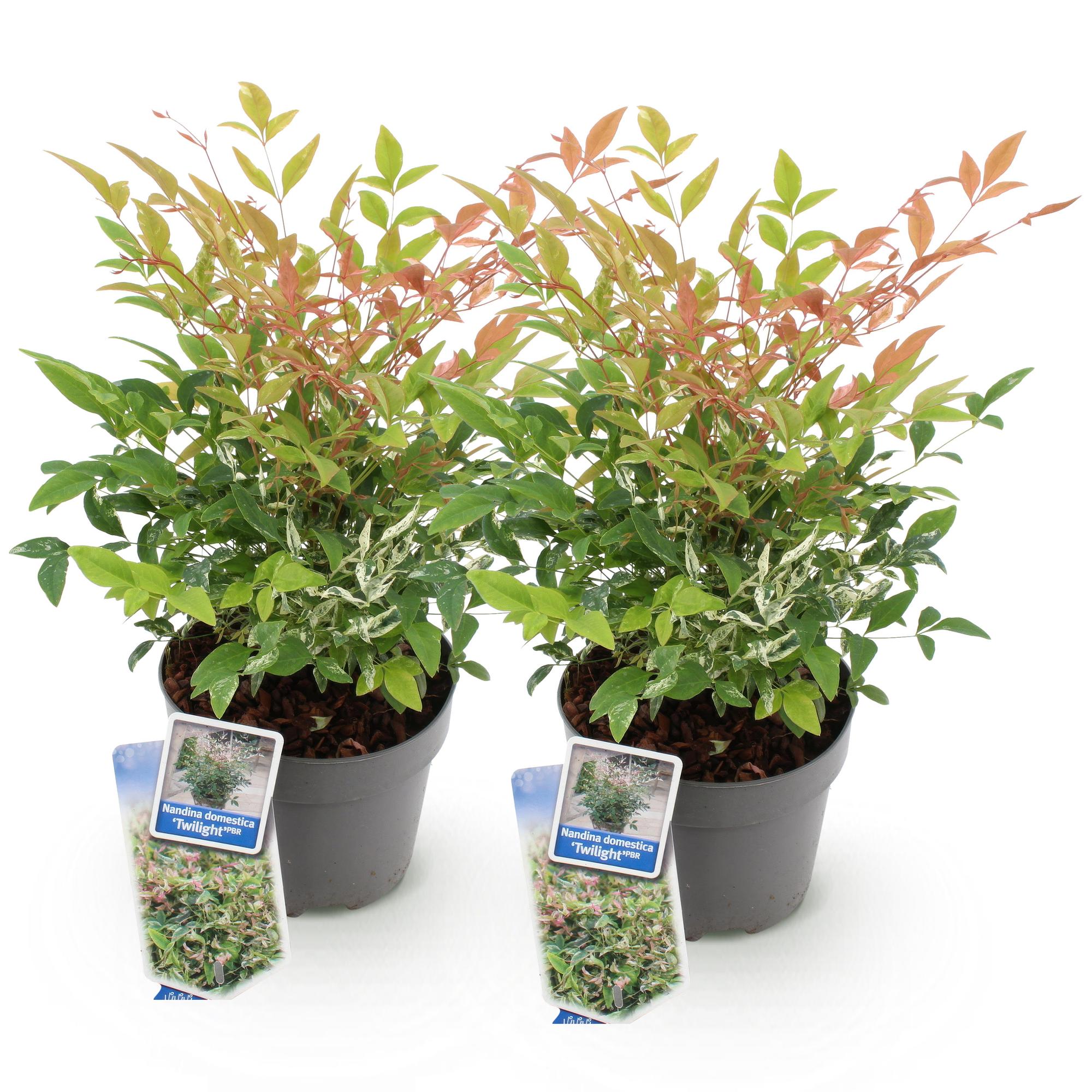 Nandina Twilight - Bont & Roze - 2 Planten - Groenblijvend - Weinig Onderhoud - Pot 17cm Hoogte 45cm